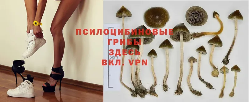 Галлюциногенные грибы Magic Shrooms  продажа наркотиков  Билибино 